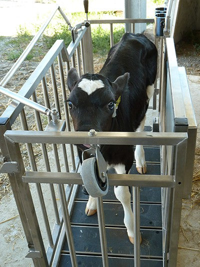Kälberwaage 1-2-3 Tierwaage mit Kalb